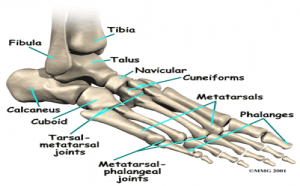 Ball of the Foot Pain (Metatarsalgia) - Comfortable specialist orthotic ...